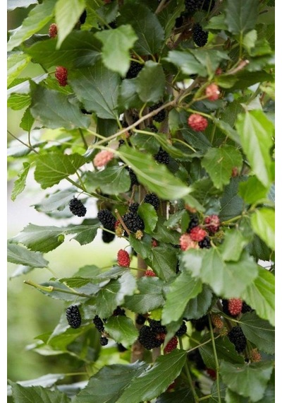 Siyah Bodur Dut Fidanı Mojo Berry 1-2 Yaş Tüplü