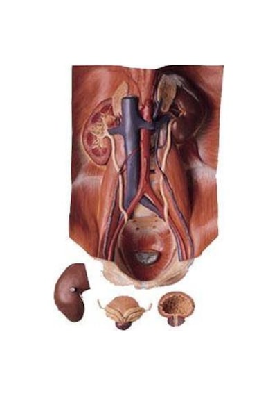 LKLS 3 Üriner Organ Modeli