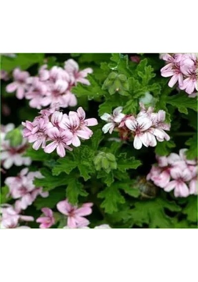 Videolu Öğretmenler Gününe Özel Itır Çiçeği 20 30 Cm 2 Adet Iç Mekan Bitkisi Pelargonium