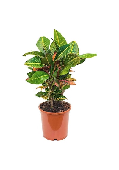 Kraton Bitkisi 20 cm