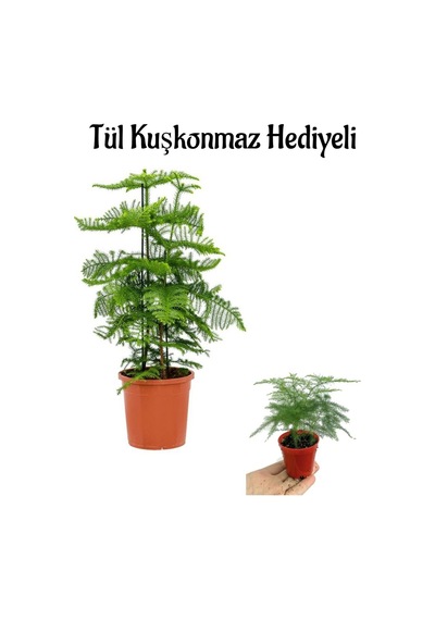 İnce Yapraklı Salon Çamı Sevgililer Gününe Özel Tül Kuşkonmza Hediyeli