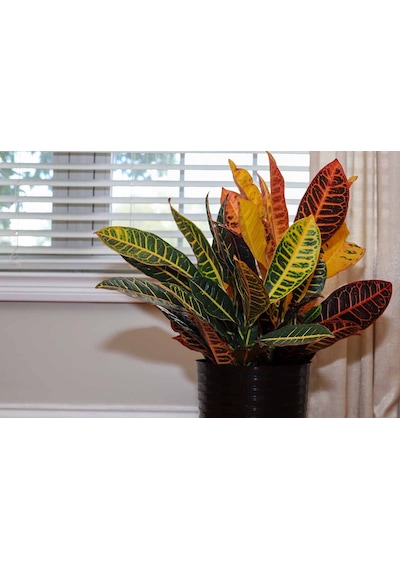 Kraton Croton Petra 20-30 Cm 3 Adet