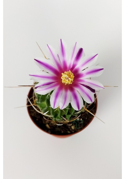 Echinofossulocactus Multicostatus Kaktüs 5.5 Cm Saksida