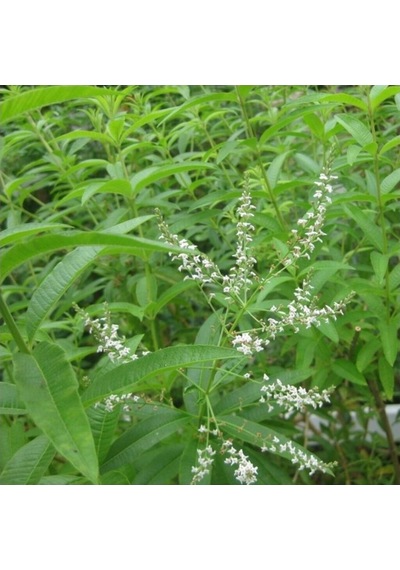 İntense Limon Otu Çiçeği Fidanı 10-20 Cm