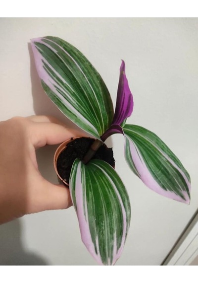 Telgrafçiçeği Fidesi 10-15 Cm Özel Renk