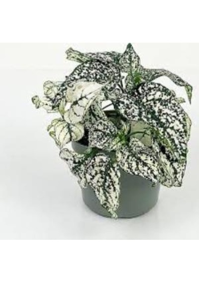 Fittonia Hostes Çiçeği Çilli Yeşil Beyaz 10-20 Cm