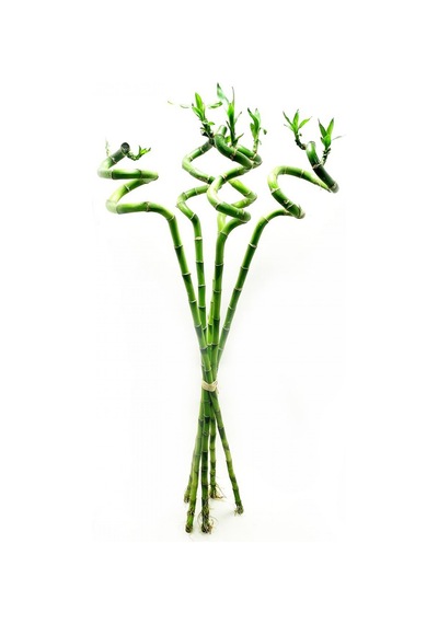 Şans Bambusu 3 Adet - 1 Metre Lucky Bamboo N11.6215