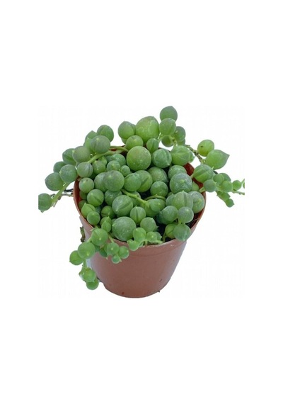 Serada Decor Plant Tesbih Çiçeği