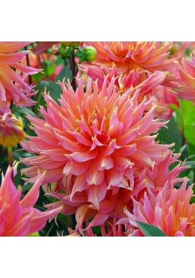 Hoş Kokulu Dahlia Omega Yıldız Çiçeği Yumrusu 1 Adet