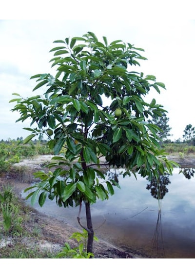 Black Sapote 3 Yaş 35 Cm