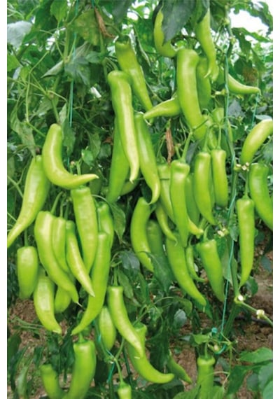 Çarliston Biber Tohumu 10 Gr