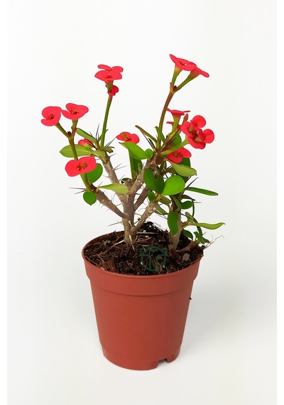 Dikenler Tacı Euphorbia Miili Mini Kırmızı Çiçekli Kaktüs