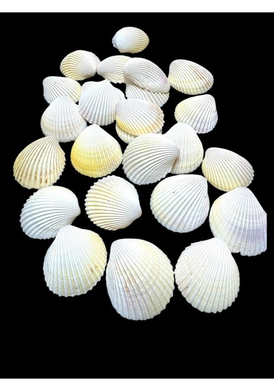 Deniz Kabukları 100 Gr No-13-arcarca
