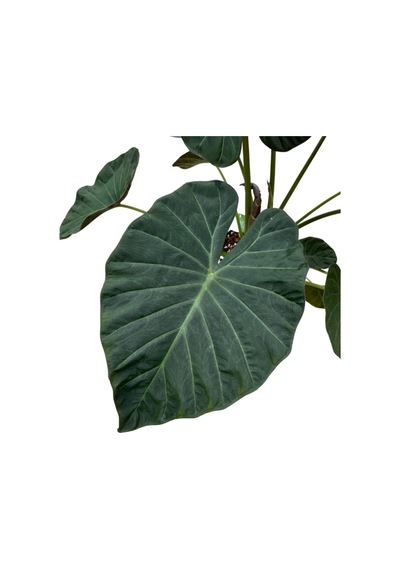 Alocasia Regal Shield (Fil Kulağı) Ø24 CM 80-90 CM