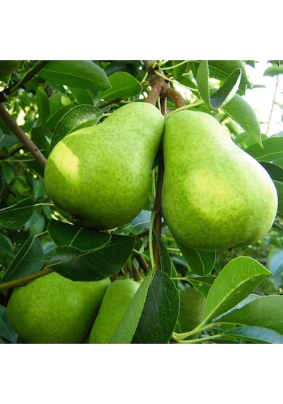 Tüplü, Aşılı, BAHRİ BEY Armut Fidanı