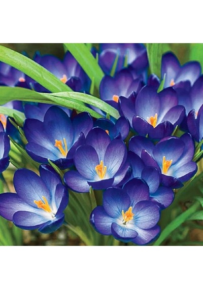 Whitewell Purple Mor Çiğdem Soğanı 5 Adet