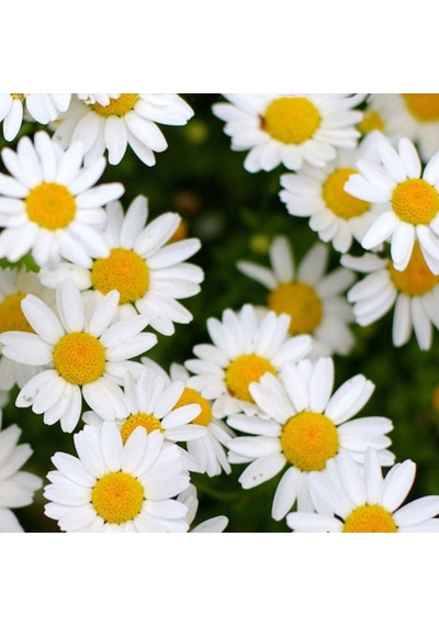 Papatya Tohumu Yerli Anthemis Nobilis L 100 Adet N114583