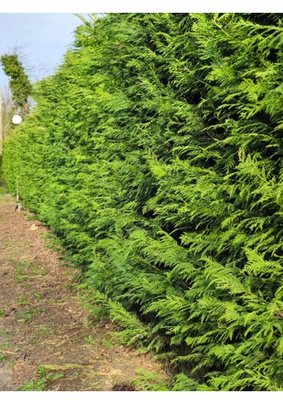 Videolu Leylandi Çit Bitkisi 10 25 Cm 10 Adet Tüplü Dış Mekan Bitkisi Cupressus Leylandii