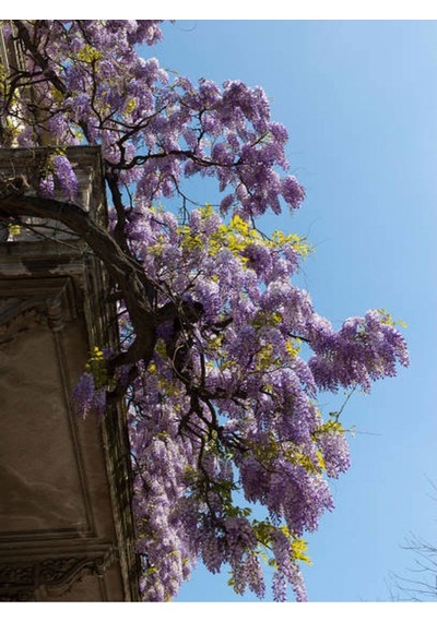 Mor Salkım 45-60 Saksılı/tüplü Dış Mekan Sarmaşık Bitkileri Wisteria