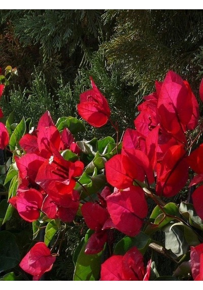 Mis Kokulu Kırmızı Begonvil Fidanı 1adet Saksılı 50-110cm Red Bougainvillea