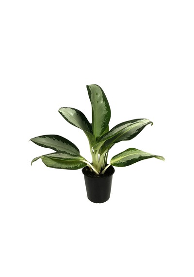 Aglaonema 'Silver Bay' Ø12 CM Y30-35 CM
