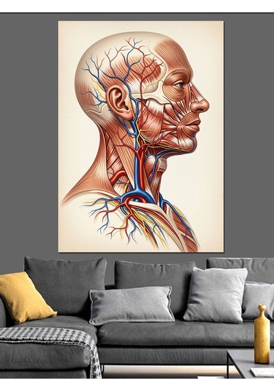 İnsan Başı Kas Anatomisi Dekoratif Kanvas - Mdf Ahşap Tablo