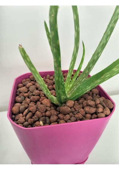 Asenya Kil Bilyesi 5 Lt 3-8 Mm Açık Kil Bilyesi Orkide Yetiştirme Ortamı Hidroponik Hidrokültür Toprağı 0