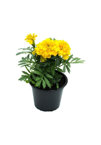 Sinek Böcek Kovucu Bitki Seti Lavanta+biberiye+sarı Kadife Çiçeği 10-20cm Boylarında