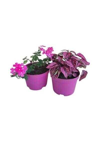 2'li Mini Set 1 Adet Pembe Hostes Çiçeği+1 Adet Pembe Mine Çiçeği