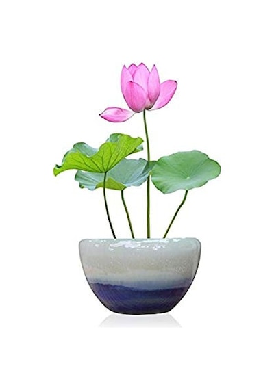 Eko Paket 5 Tohum İthal Lotus Tohumu Nilüfer Lotus Çiçeği Zambak