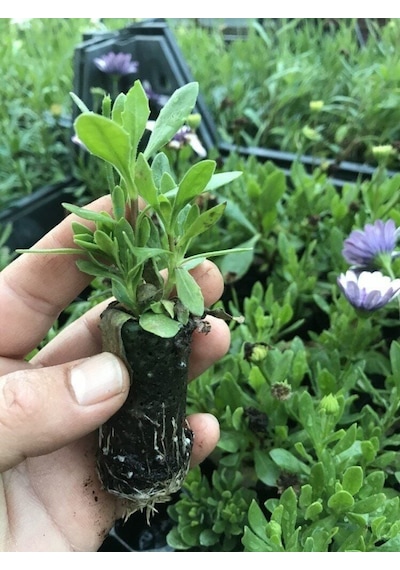 Erato Double Yellow Sarı Katmerli Bodrum Papatyası Çiçeği Fidesi 1 Adet