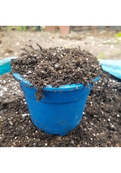 Bluberry Yaban Mersini Toprağı 30 Litre