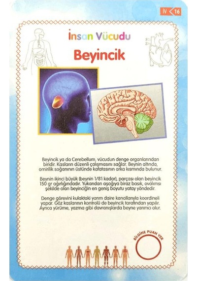 İnsan Vücudu Eğitici Kartlar - Etkinlik Kartları