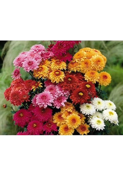 1 Adet Kasımpatı Fidanı Saksılı 10-30 Cm Beyaz