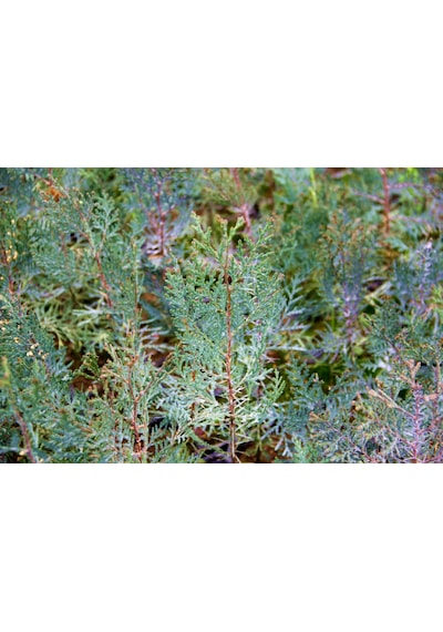 YEŞİL MAZI FİDANI 5 ADET -  ÇİT BİTKİSİ ( Thuja Orientalis )