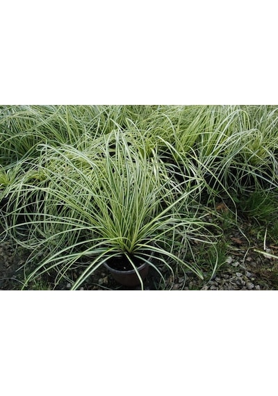 Carex Evergold 20 Adet - Çok Yıllık Otsu Bitki