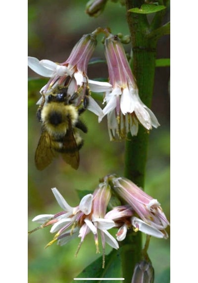 5 Adet Rare Wild Prairie Prenanthes Tohumu