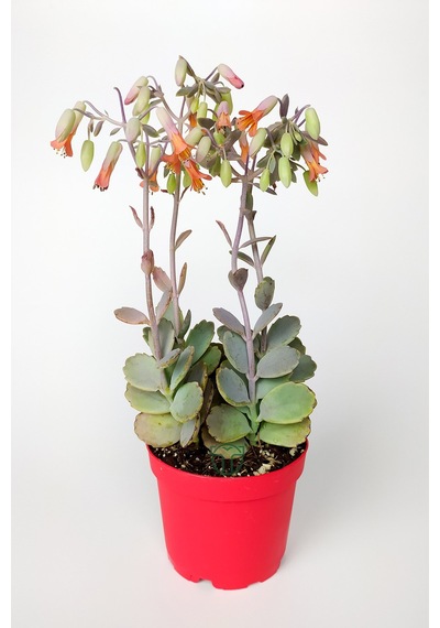 Bryophyllum Fedtschenkoi Kalanchoe Sukulent Lavanta Tarakları 8.5