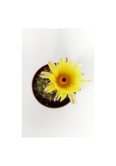 Notocactus Summammulasus Nadide Özel Tür Kaktüs Nadir Kaktüs 5.5