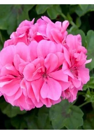 Videolu 1 Adet Pembe Renk Sakız Çiçeği 12-25 Cm Saksılı Çiçekli Bodur Bitkiler Pink Pelargonium
