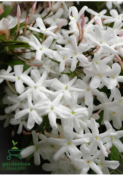 Kokulu Çin Yasemini Çiçeği 1 Adet Saksılı/tüplü 40-60cm Jasminum