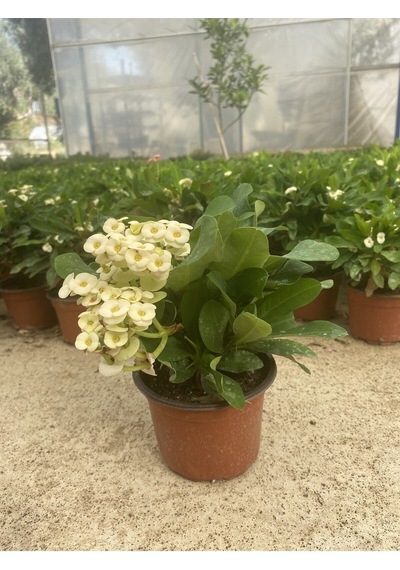 Videolu Milli Dikenler Tacı Beyaz Çiçekli 15 45 Cm Saksılı Kaktüs Euphorbia