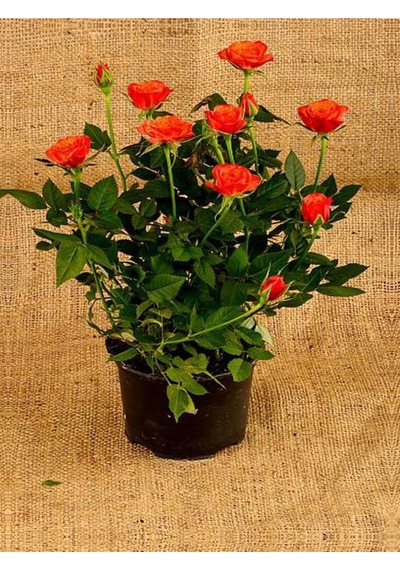1. Kalite Özel Seri 3 Adet Chica Açık Kırmızı Gül 45-85cm Saksılı Chica Light Red Rose