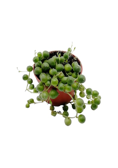 3 Adet İnci Tanesi Senecio Rowleyanus Tespih Çiçeği 5,5 Cm Sukulent Saksısında