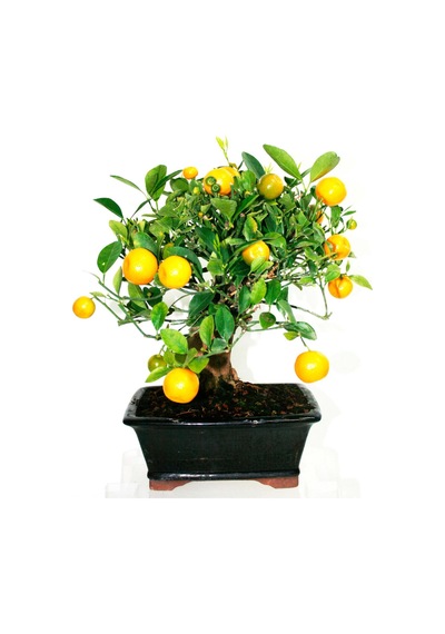 Nadir Italyan Limon Bonsai Ağacı Tohumu Bonzai Tohumu 3 Tohum