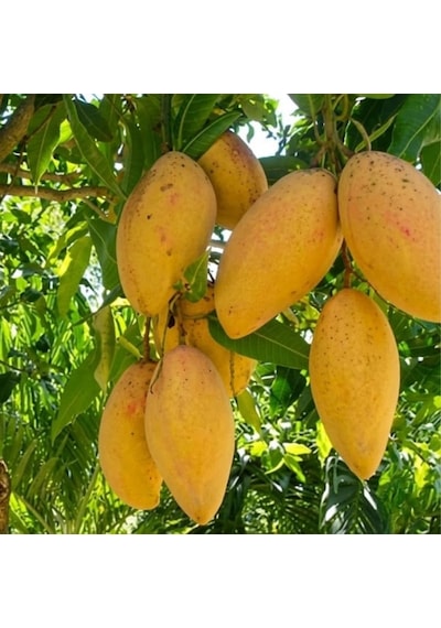 Aşılı Ataulfo Bal Mangosu Fidanı - 2 Yaş - Dünyanın En Tatlı Lifsiz Honey Mangosu - 60-70 Cm Tüplü