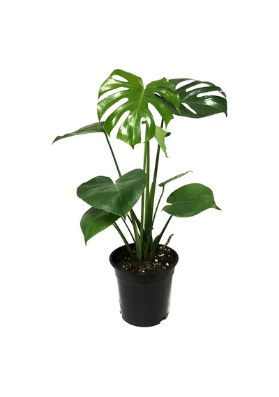 Monstera Deliciosa (Deve Tabanı) Ø14 CM Y35-40 CM