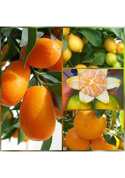 4 Lü Aşılı Özel Narenciye Fidanı Pakedi Kamkat. Yediveren Limon.