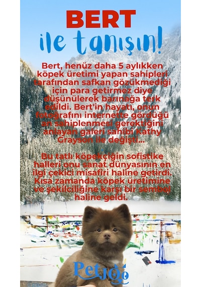 Petjoo 13.Bert Mavi-Kırmızı Qr'lı Köpek Künyesi