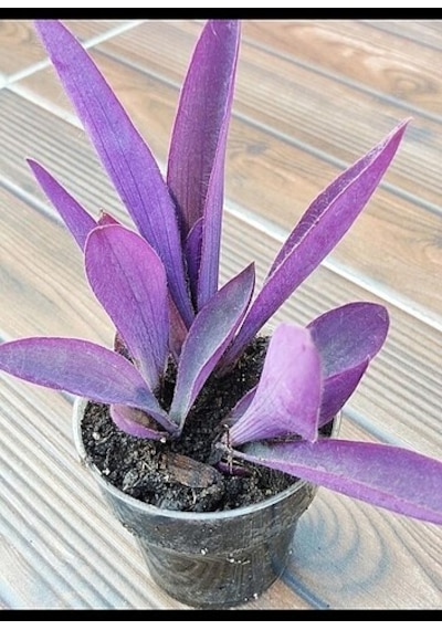 Tradescantia Purple Passion Mor Telgraf Çiçeği Fidanı 10-20 Cm
